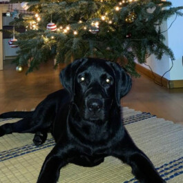 Weihnachten bei Karle Recycling Karle Recycling