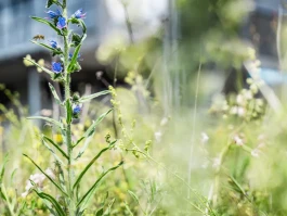 Unser Leitbild Trockenwiese Detail